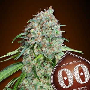 Chocolate Skunk CBD