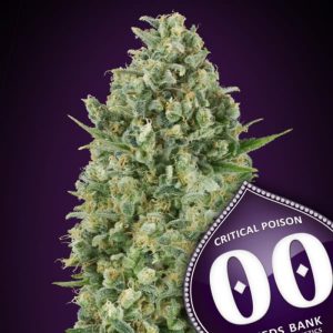 Critical Poison