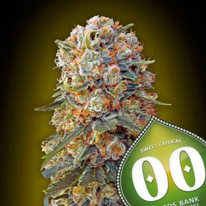 00 seeds sweet critical 2.0 photo fem