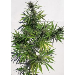 New Caledonia Regular