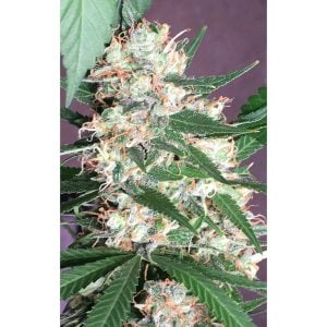 Orient Express Regular