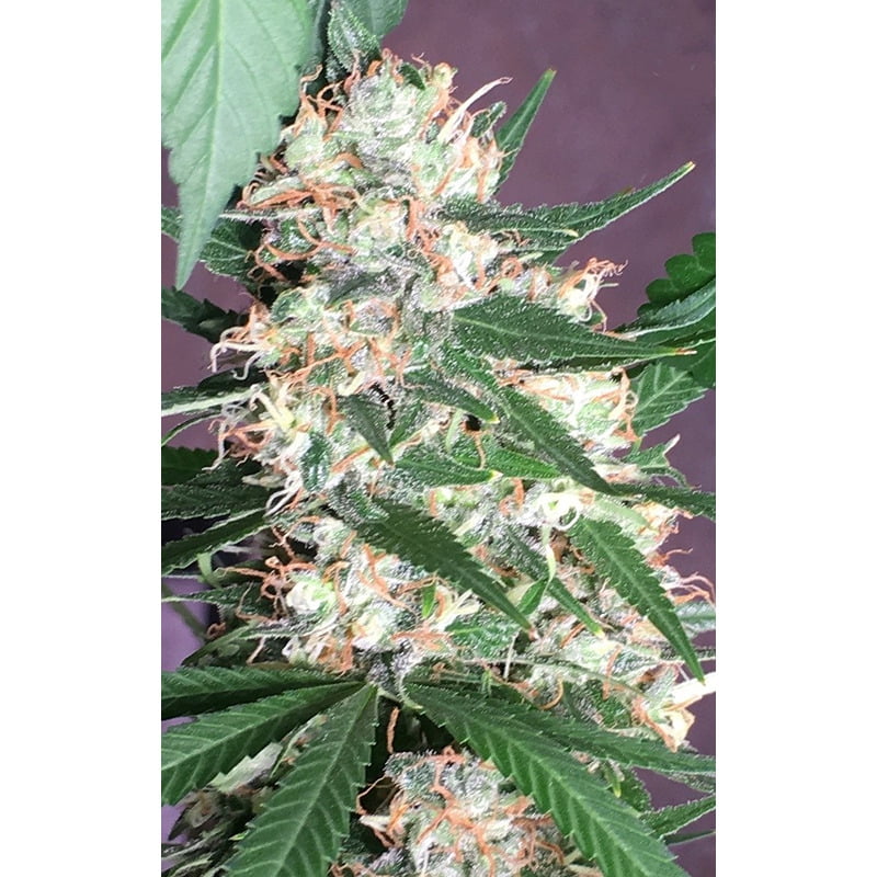 Orient Express Regular