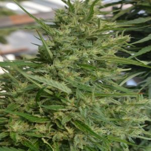 Super Malawi Haze Regular