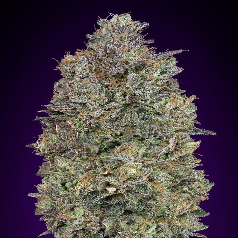 Critical Purple Kush