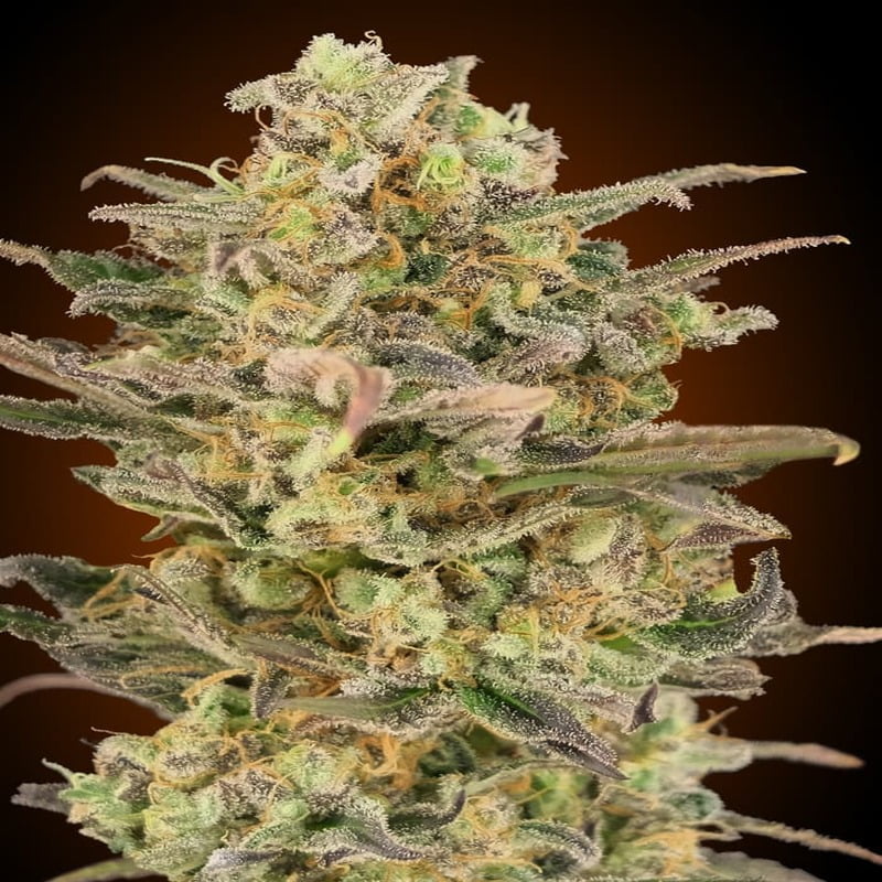 Somango Glue