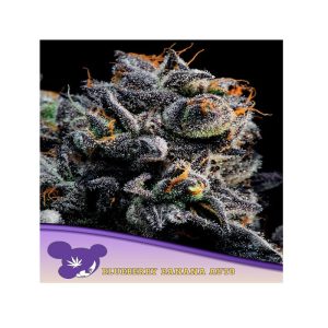 Anesia Seeds - Blueberry banana auto