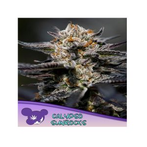 Anesia Seeds - Calypso Sunrocks