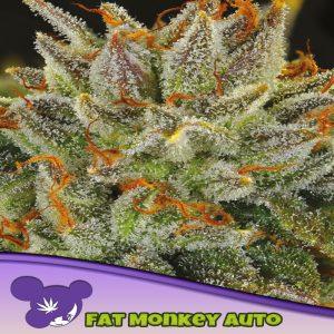 Anesia Seeds Fat monkey auto fem