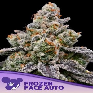 Anesia Seeds - Frozen face auto