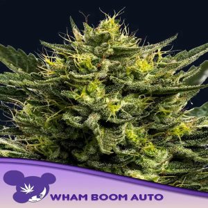 Anesia Seeds - Wham boom auto