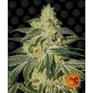 Afghan Hash Plant Regular