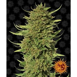 Critical Kush Regular