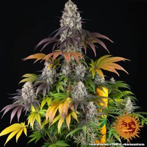 Barneys Farm - Frosted Zinn x 3 bears auto