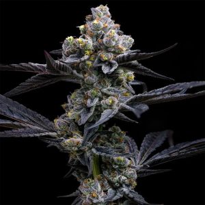 Barneys farm - garlic cookies photo fem