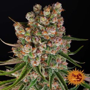Barney's Farm - GMO Auto