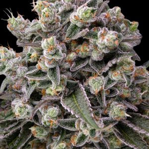 Barney's Farm - OG Kush