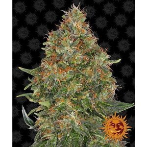 Pineapple Express Auto