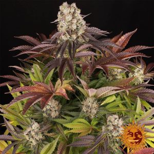 Barneys Farm Purple Punch X Lemon Drizzle fem