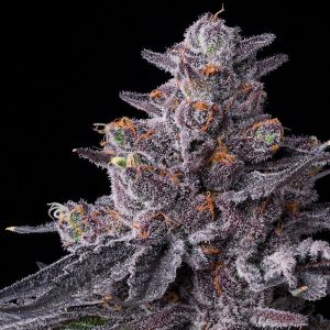 Barneys farm - Zillions