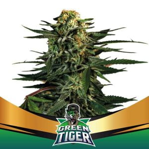 Green Tiger Fast
