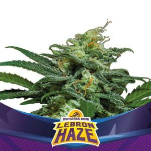 Lebron Haze