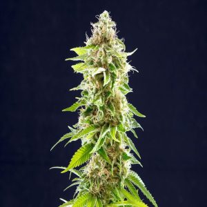 Kannabia Seeds - Cookies Haze