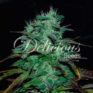 Delicious seeds chocobang photo fem