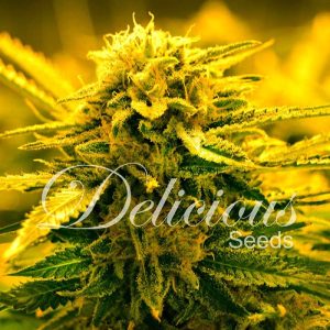 Delicious seeds sugar black rose auto fem