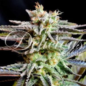 Delicious seeds sugar black rose photo fem