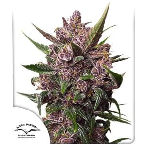 Blackberry Kush Auto