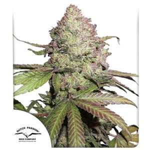 Dutch Passion CBD Charlotte's Angel