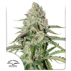 Colorado Cookies Auto