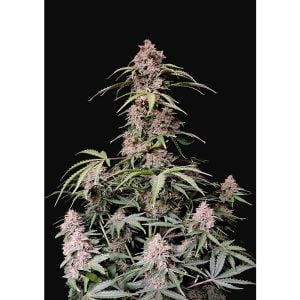 Amnesia Zkittlez Auto