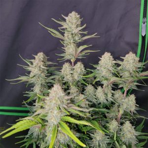 Fast Buds - Apricot Auto