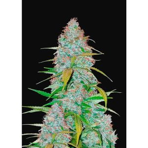 Californian Snow Auto