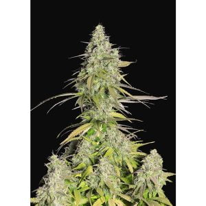 Girl Scout Cookies Auto