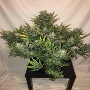 Fast buds gorilla auto fem