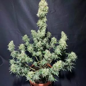 Fast Buds - Moby Dick auto