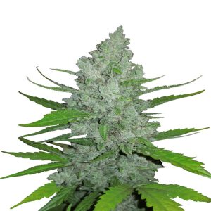 Sour Diesel Auto
