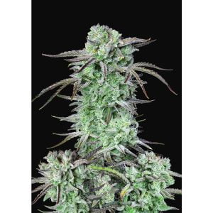 Strawberry Banana Auto