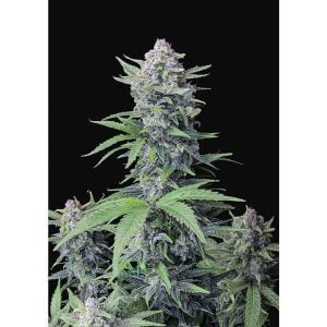 Tropicana Cookies Auto