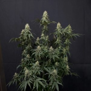 Fast Buds - Tropicana Cookies Fast