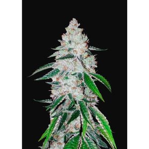 West Coast O.G. Auto