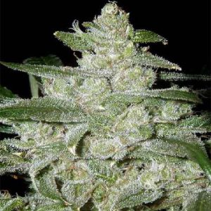 White Widow