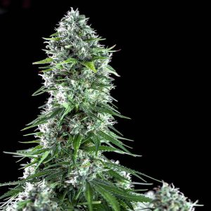 Kritikal Bilbo X AK-47