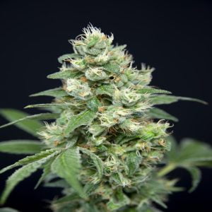 Grapefruit Barb