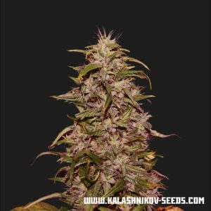 Big Altai Sativa Express