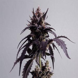 Kannabia - Ginger punch auto