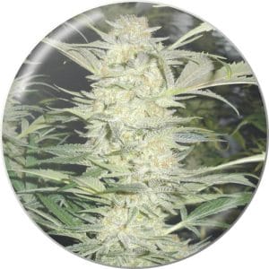 White Widow