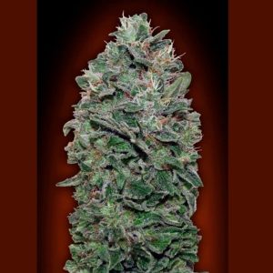 00 seeds - Sweet Somango